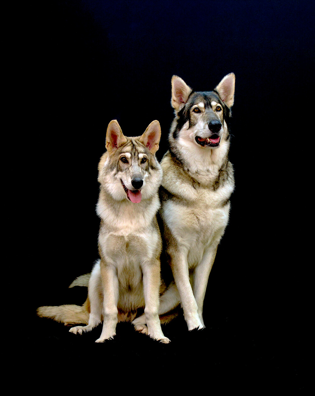 WEB-INUIT-ADULT-AND-PUP