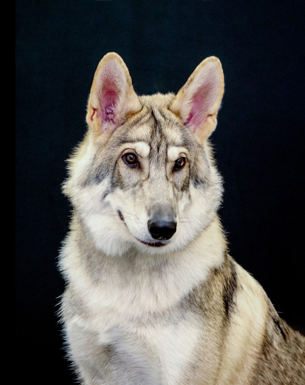 WEB-INUIT-PUPPY