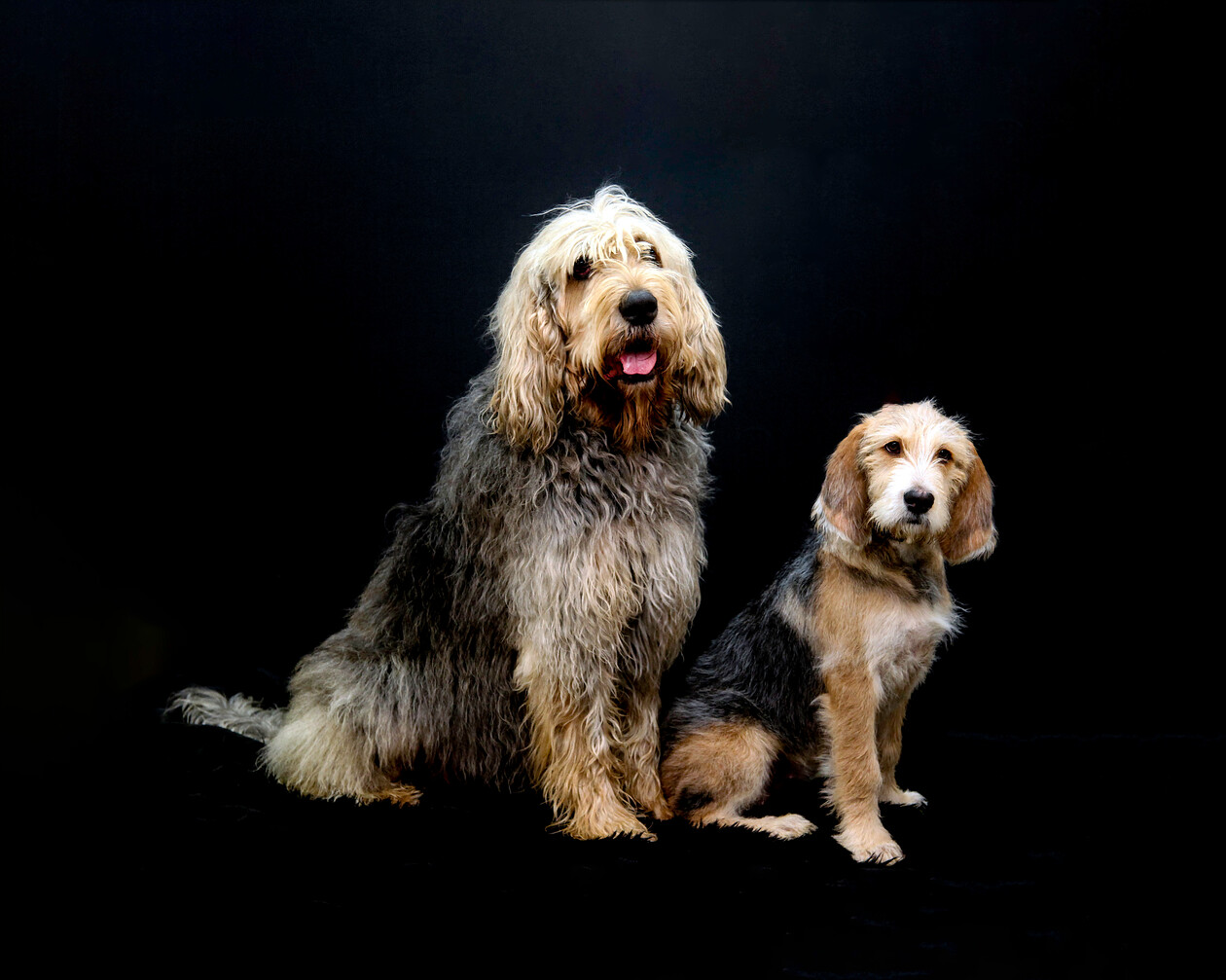 WEB-OTTER-HOUND-ADULT-AND-PUP